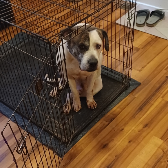 Meet your Posher, Raphael - Picture 2 of 2